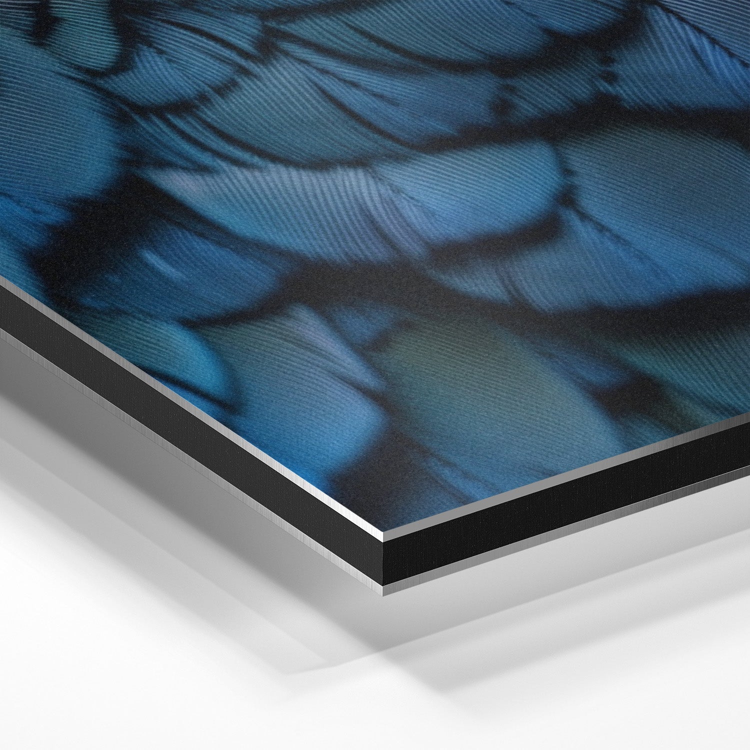 FEATHERS OF ELEGANCE*Dibond*40x60*Dibond*Kunstwerk*Masculina.nl