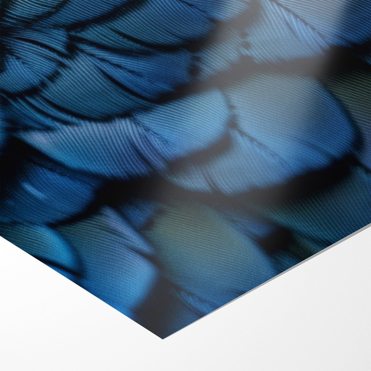 FEATHERS OF ELEGANCE*Papier*40x60*Papier*Kunstwerk*Masculina.nl