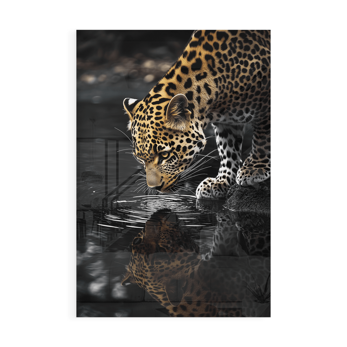 LEOPARD AT WATERSIDE*Plexiglas*40x60*Plexiglas*Kunstwerk*Masculina.nl