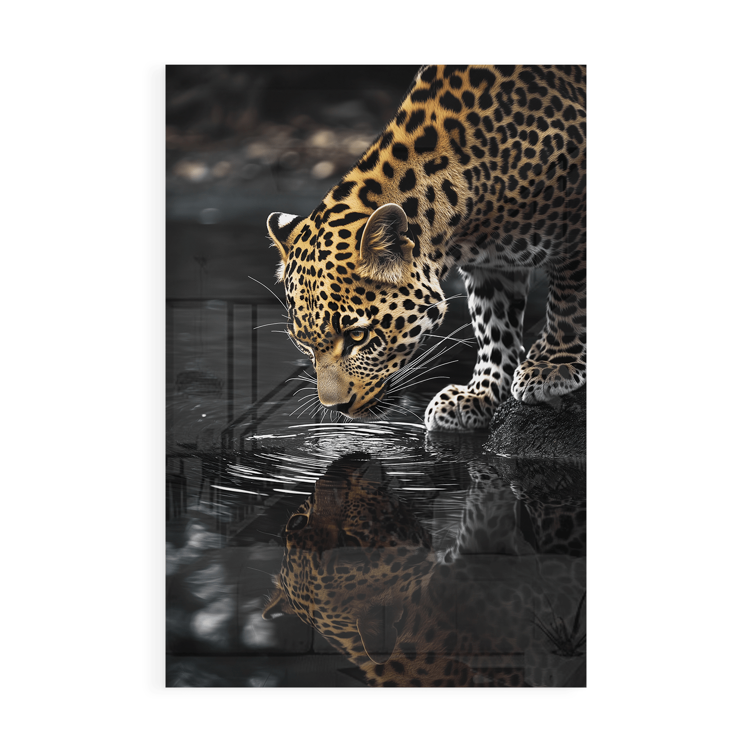 LEOPARD AT WATERSIDE*Plexiglas*40x60*Plexiglas*Kunstwerk*Masculina.nl