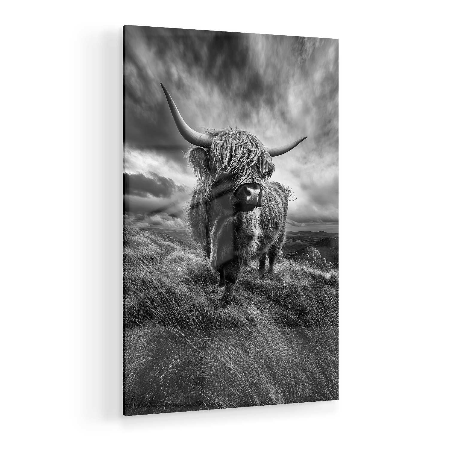 WINDSWEPT HIGHLANDER*Plexiglas*40x60*Plexiglas*Kunstwerk*Masculina.nl*Dieren*Hooglanderstag3#