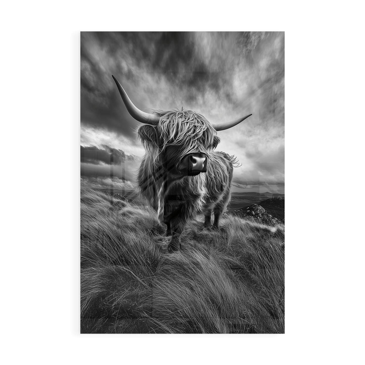 WINDSWEPT HIGHLANDER*Plexiglas*40x60*Plexiglas*Kunstwerk*Masculina.nl*Dieren*Hooglanderstag3#