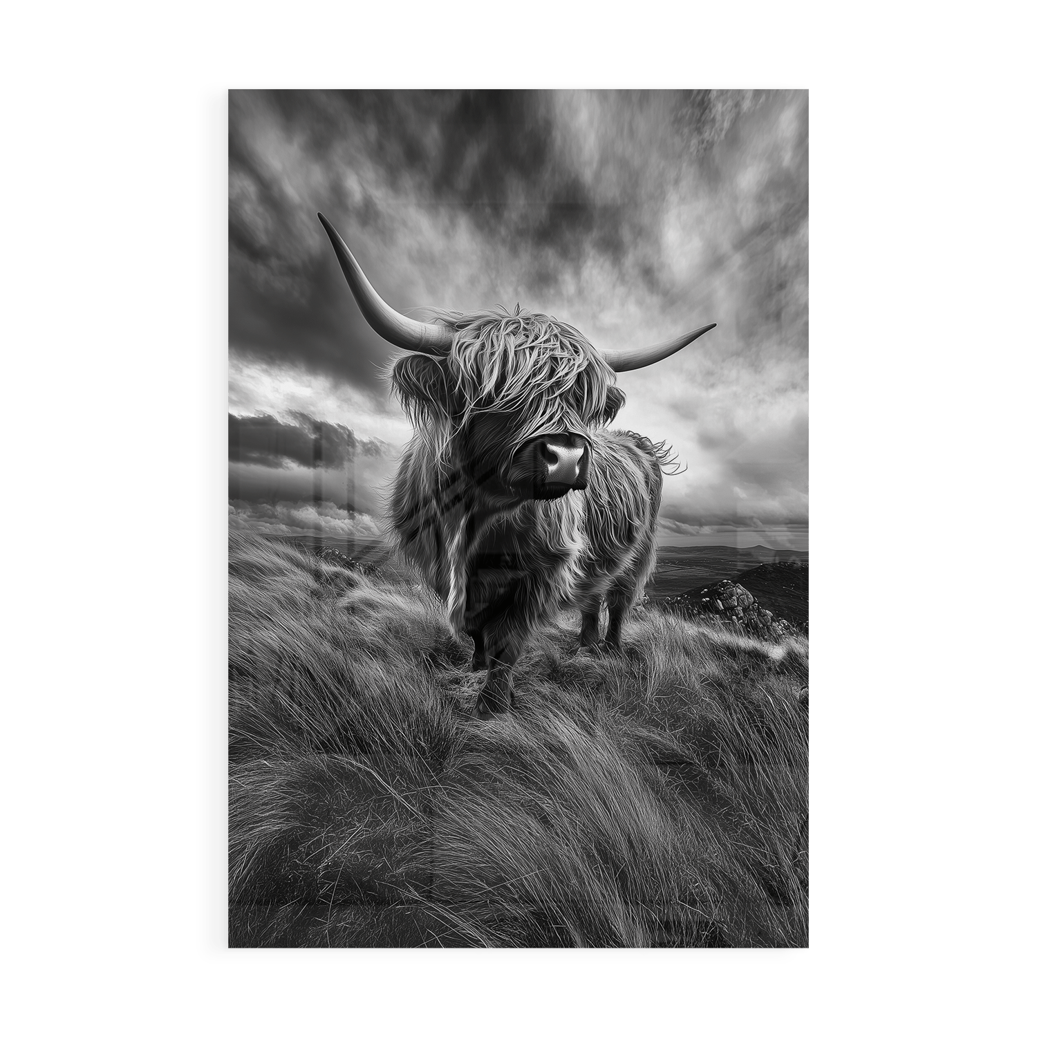 WINDSWEPT HIGHLANDER*Plexiglas*40x60*Plexiglas*Kunstwerk*Masculina.nl*Dieren*Hooglanderstag3#